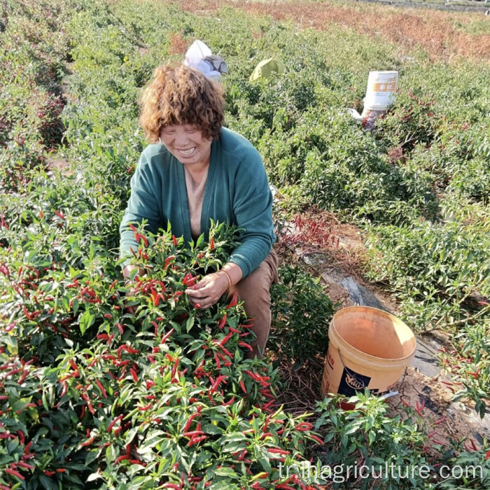 Sichuanpepper gıda baharat için küçük kuru kırmızı biber